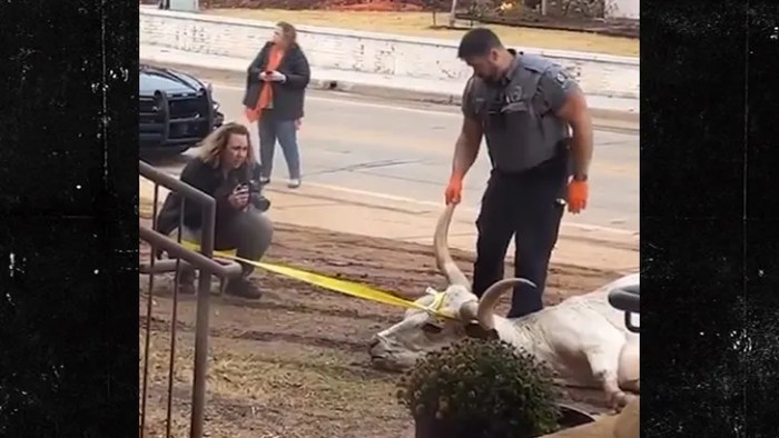 4 people charged for dead longhorn outside osu frat house before texas game